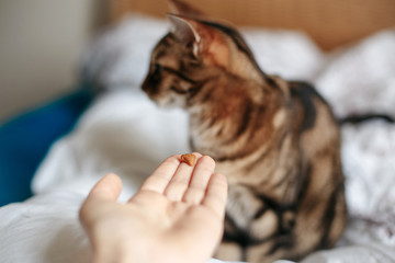 Wall Mural - Pet owner feeding cat with dry food granules from hand palm. Man woman giving treat to cat. Beautiful domestic striped tabby feline kitten sitting on a bed in bedroom.