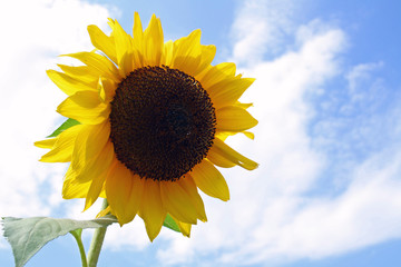 sunflower on background of blue sky