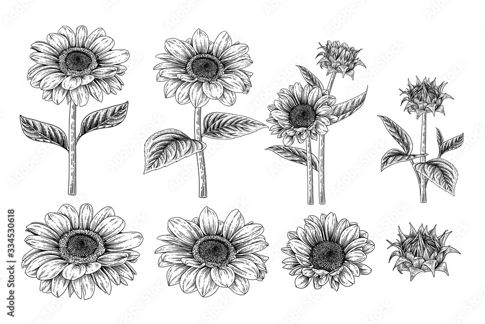 Sketch Floral decorative set. Sunflower drawings. Black and white with ...