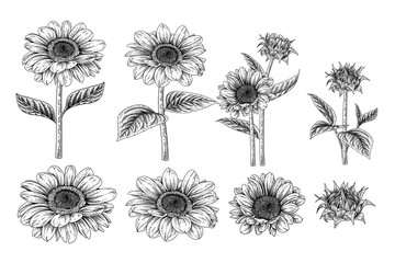 Wall Mural - Sketch Floral decorative set. Sunflower drawings. Black and white with line art isolated on white backgrounds. Hand Drawn Botanical Illustrations. Elements vector.