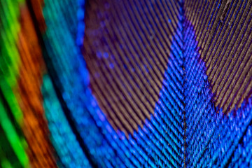 Peacock feather extreme macro bright colors