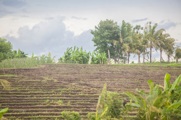 Beautiful rice terraces - Green juicy color - Bali - Indonesia