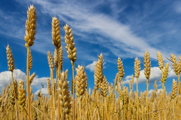 Ears of wheat