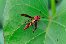 Wasp In A Garden In The City Of Salvador