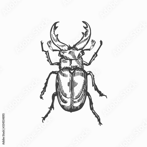 Fotomural Stag beetle hand drawn vector sketch