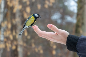 a tit sits on a hand. wintering birds.