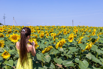 Wall Mural - woman in field of sunflowers