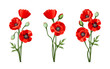 Vector red poppies isolated on a white background.