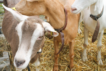 Goats during a typical exhibition in Italy