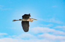 Great Blue Heron Flying Over Lake At Gainesville Wetlands In Florida.