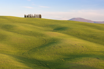 Poster - Beautiful colors of green spring panorama landscape of Tuscany. Most popular place in Italy. Green fields and blue sky and Cypress tree scenic road near Siena. Travel holiday background concept