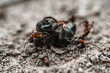 Mrówka walcząca z większym owadem