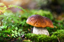 Beautiful Boletus Edulis Mushroom In Amazing Green Moss. Amazing Old Magic Forest Mushrooms Background. White Mushroom Collection.