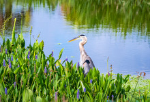 Great Blue Heron Fishing Along Shore In Tall Grass On Lake In Gainesville Wetlands In Florida.