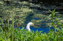 Snowy Egret Hunting At Waters Edge At Wetlands In Gainesville Florida.