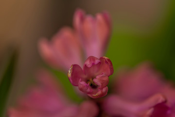 Macro pink color blossom of hyacinth flower in color fresh day