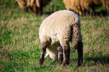 Wall Mural - Sheeps on the grass