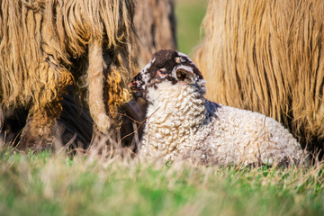 Sheeps on the grass