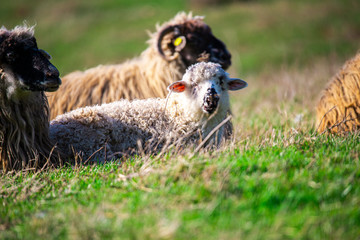 Wall Mural - Sheeps on the grass