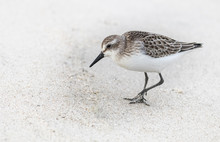 A Sandpiper Searches For Food On A White Sand Beach