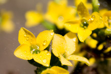 Yellow Flower With Dew Drops