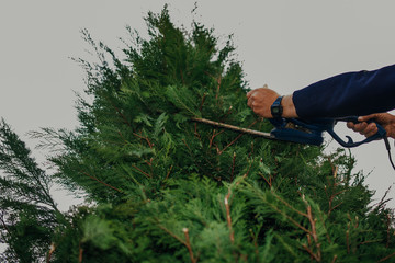 Hedge Trimming Job. Caucasian Gardener with Gasoline Hedge Trimmer Shaping Wall of Thujas in a Garden.Macro