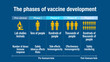 The different phases and scales of vaccine development