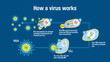 Infographic showing how a virus attack the immune system