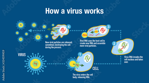 Cuadros en Lienzo Infographic showing how a virus attack the immune system