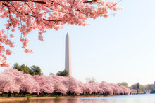 Washington DC – April 4, 2019: Cherry Blossom Festival With Washington Memorial Around The Tidal Basin