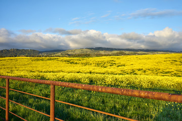 Wall Mural - Mustard field