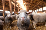 Fototapeta Zwierzęta - Sheep looking at camera in the wooden barn. In background group of sheep animals standing and eating on the farm.