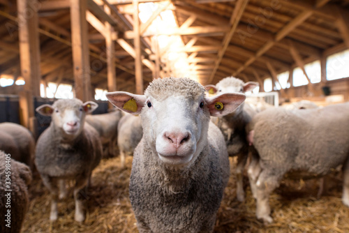 Cuadros en Lienzo Sheep looking at camera in the wooden barn