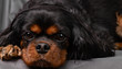 © Page Light Studios - Extreme close up portrait of a beautiful Cavalier King Charles Spaniel dog against a gray background. Dog is resting with its chin down and looking at the camera.