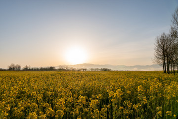 朝焼けの光芒がキレイな新潟市福島潟の菜の花畑