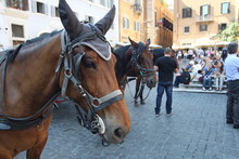 Horse And Carriage In Rome