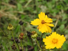 Close-up Of A Garden Of Yellow Daisies, With Several Unopened Buds. Defocused Green Background.