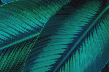  zielone liście charakter tła, zbliżenie tekstury liści, liście tropikalne