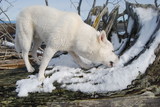 Fototapeta Psy - White Arctic Wolf