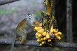 Amazon Monkey with bananas