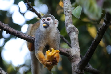 Amazon Monkey