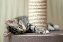 Cute Gray Tabby Kitten Sleeping Near The Scratching Post