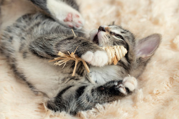 Wall Mural - Gray tabby kitten plays on a fur blanket with a toy