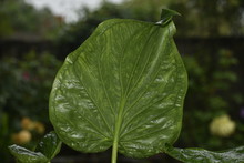 Close Up Of Green Leaves