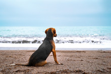 Sad Black And Tan Mutt Sits On Sandy Shore Of Sea Or Ocean And Looks Over The Horizon, Rear View. Seascape In Bad Cloudy Stormy Weather. Foamy Waves Roll Ashore. Feeling Of Loneliness And Freedom.