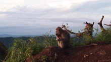 Wild Mother Monkey Sits And Eats As Cute Baby Clings To Her Belly, Bali
