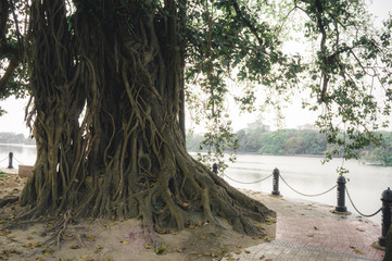 Large Banyan tree trunk in a Lakeside footpath walkway in a public park backlit by sunset sunlight in the evening time. Italian lake district. In Natural parkland background.