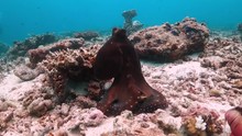 Reef Octopus Standing Upright, Looking At The Camera And Changing Colors