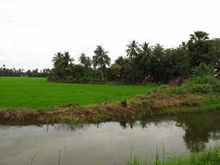 Wall Mural - The landscape in Yala National park, Sri Lanka