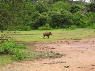 Wall Mural - The warthog on the safari in Yala National park, Sri Lanka